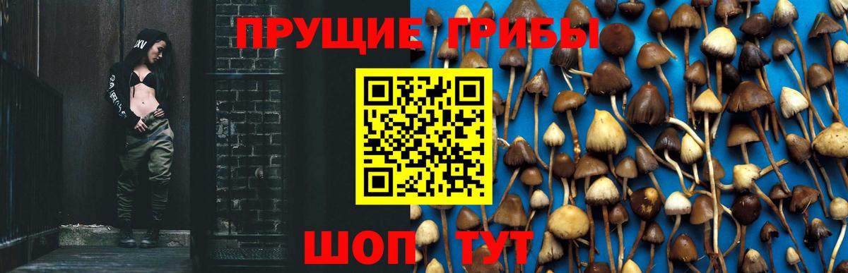 Псилоцибиновые грибы Psilocybine cubensis Чернушка